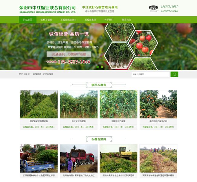 中红石榴苗基地